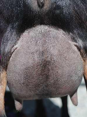 Lesperance Taco Tuesday 